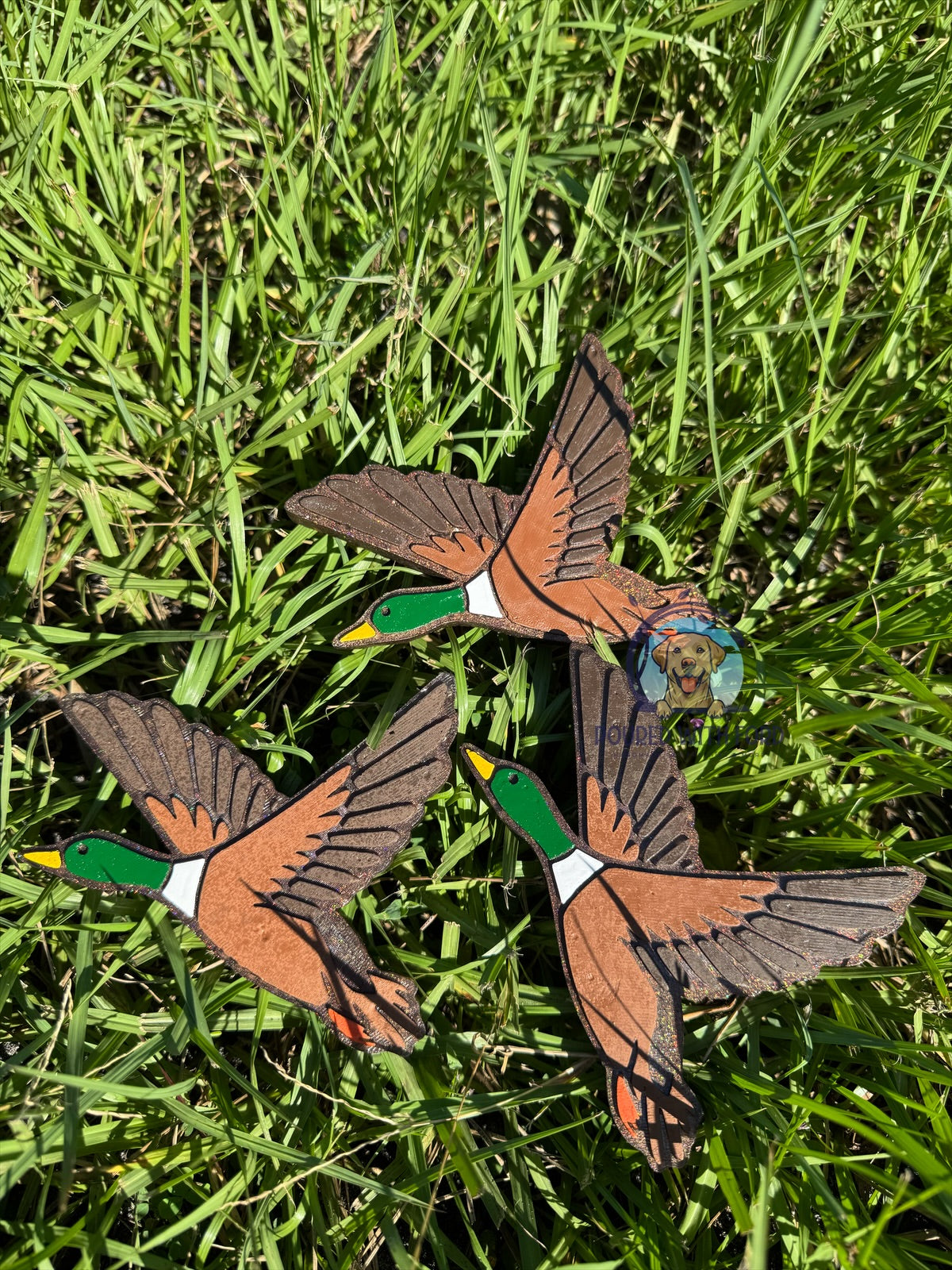 Mallard Duck