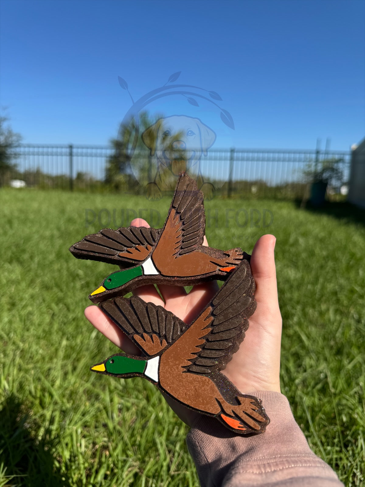 Mallard Duck