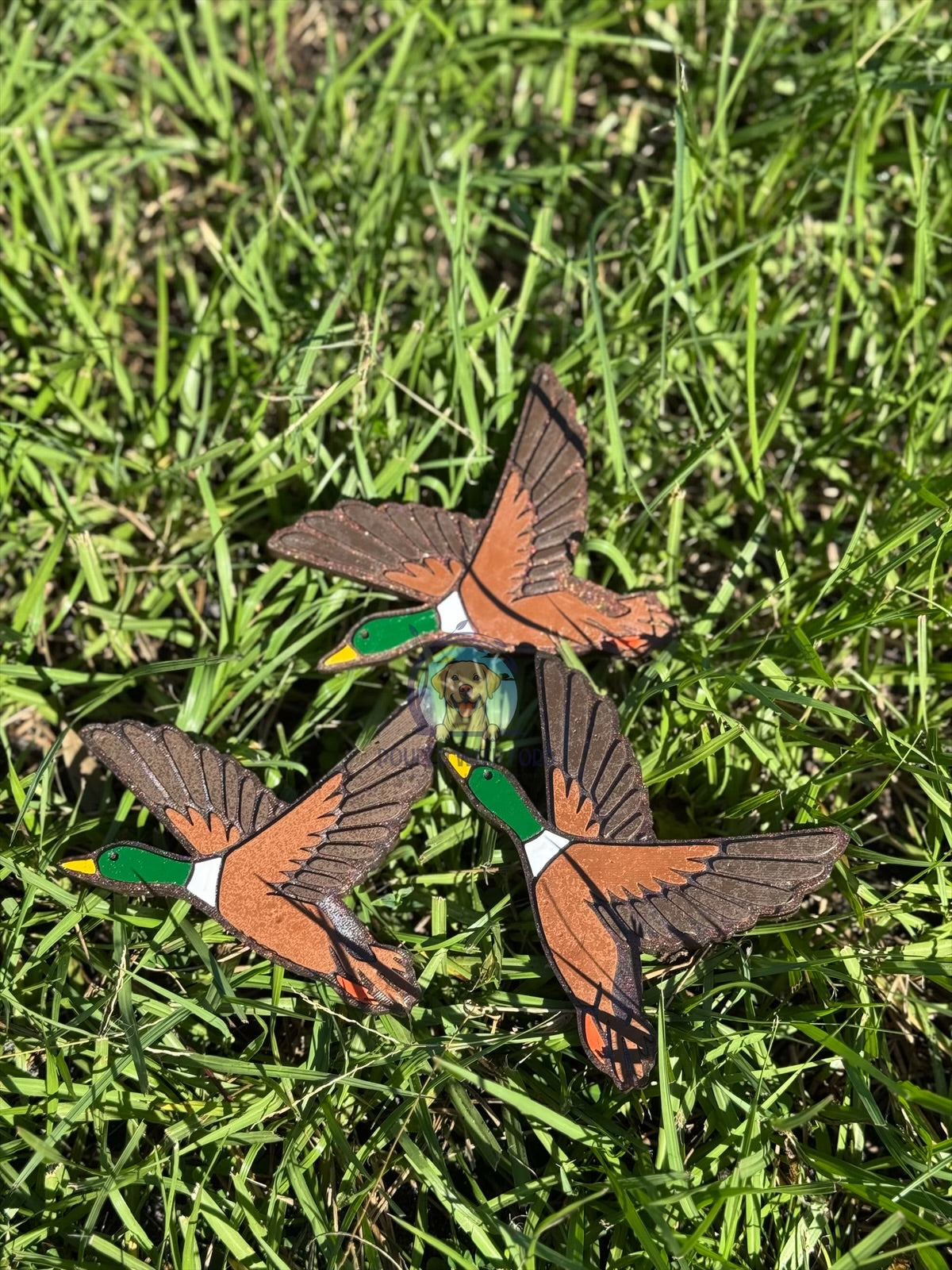 Mallard Duck