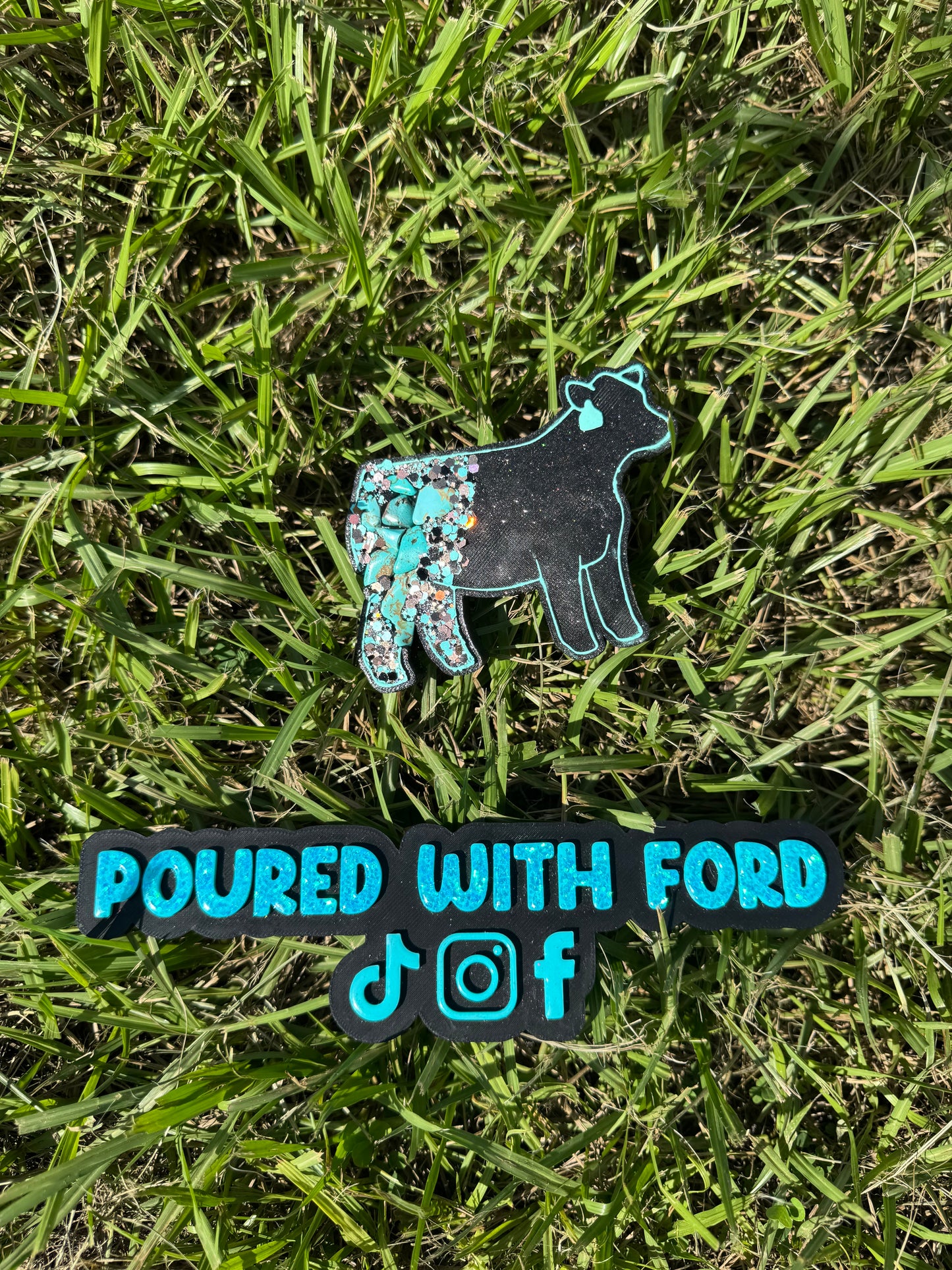 Show Cow with Tag