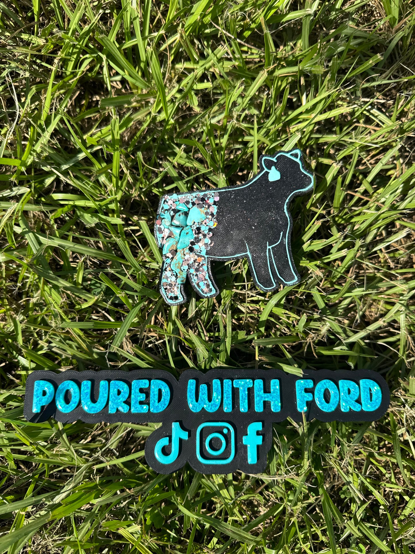 Show Cow with Tag