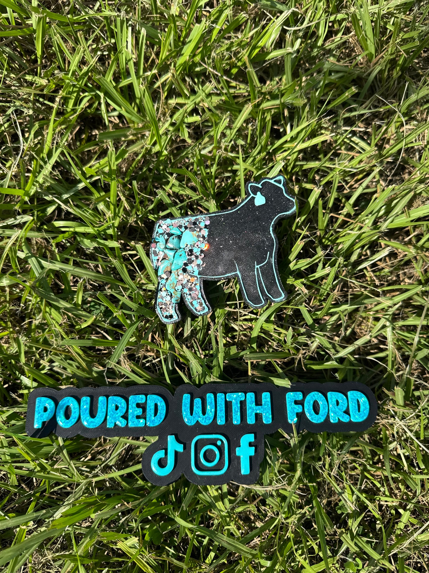 Show Cow with Tag