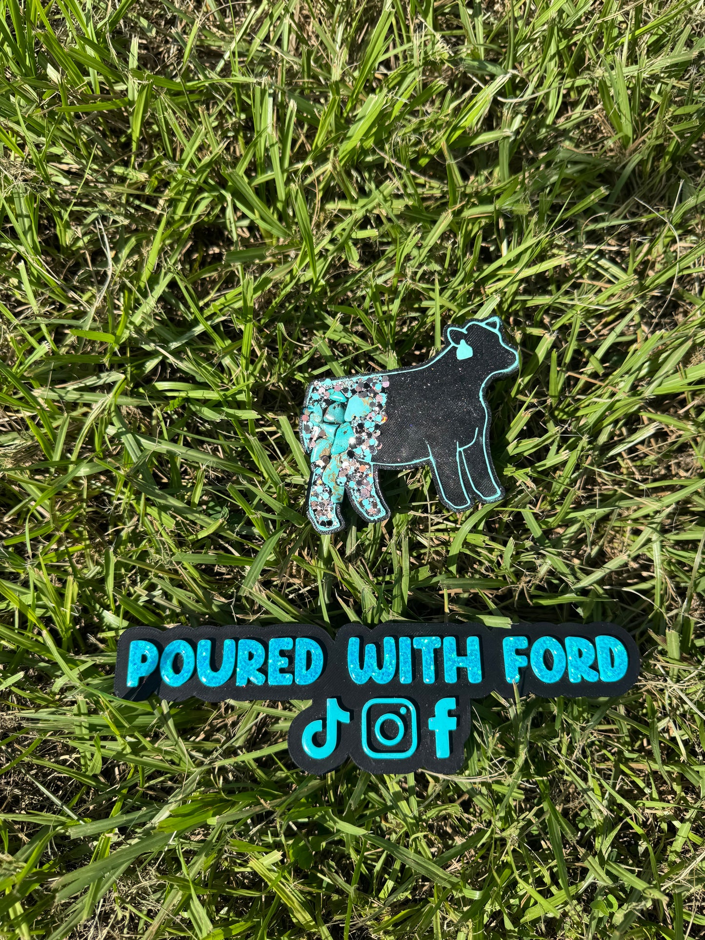 Show Cow with Tag