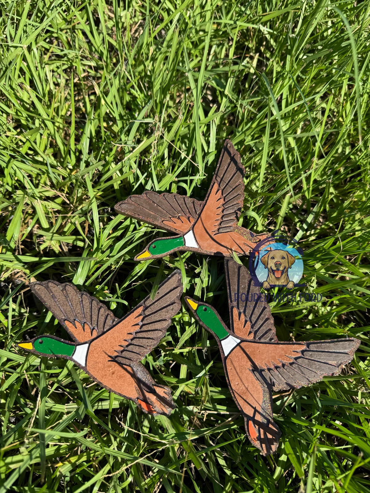 Mallard Duck