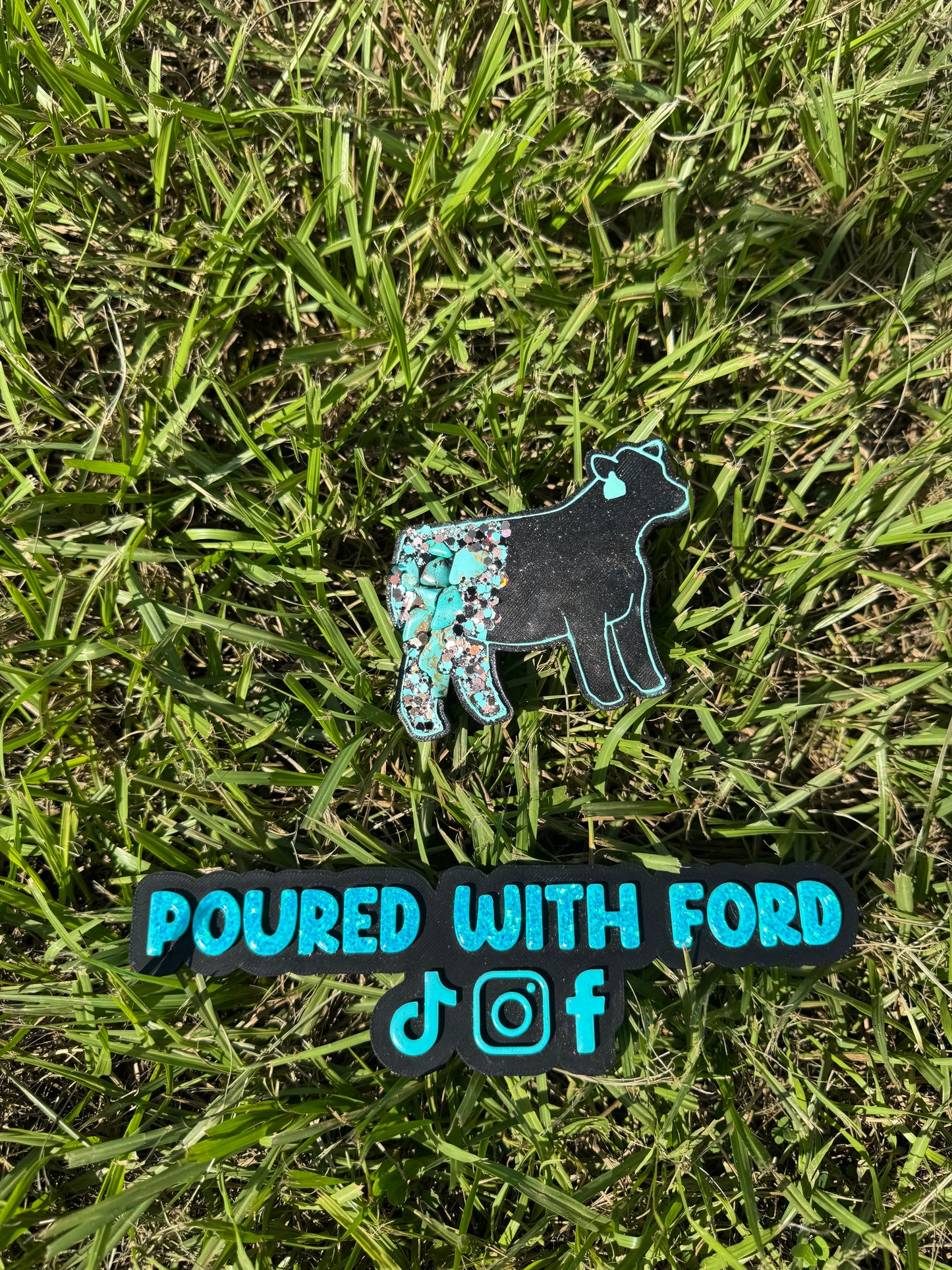 Show Cow with Tag