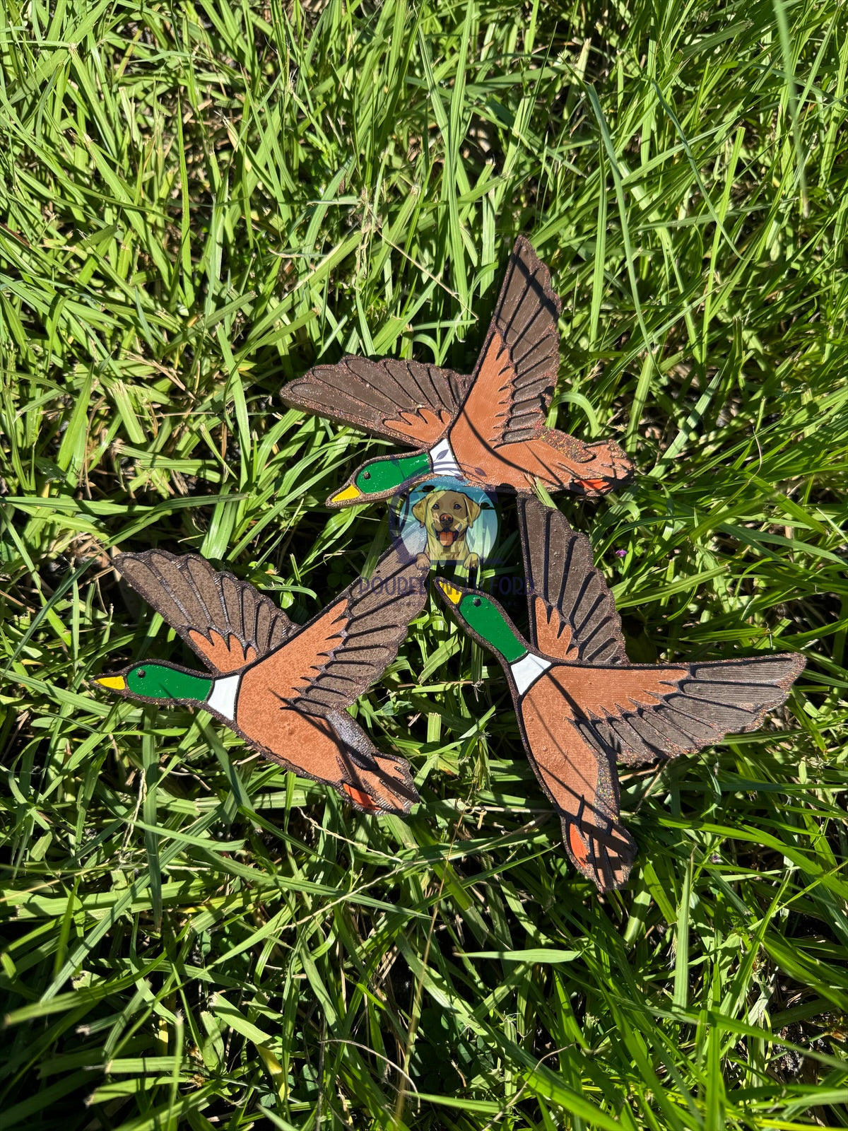 Mallard Duck