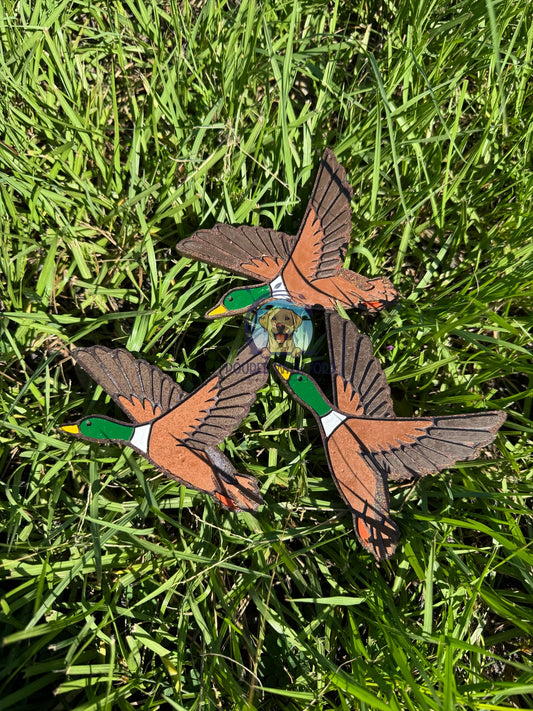 Mallard Duck